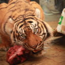 Zoo Brno