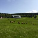 Malá Úpa | řeka