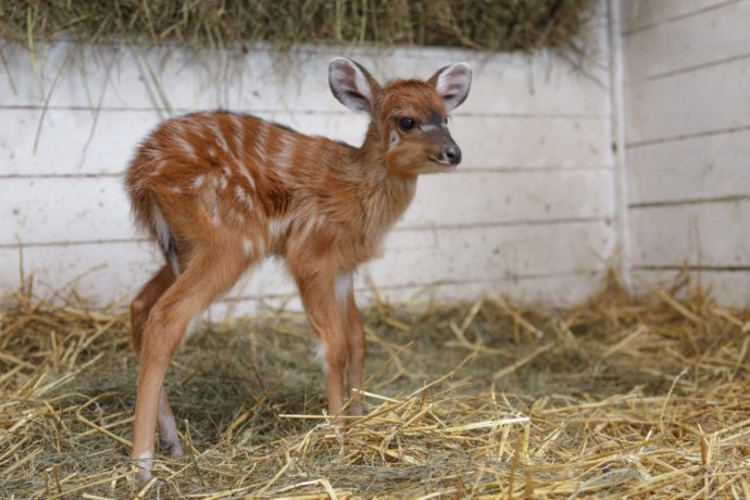 První letošní přírůstky v ZOO PRAHA