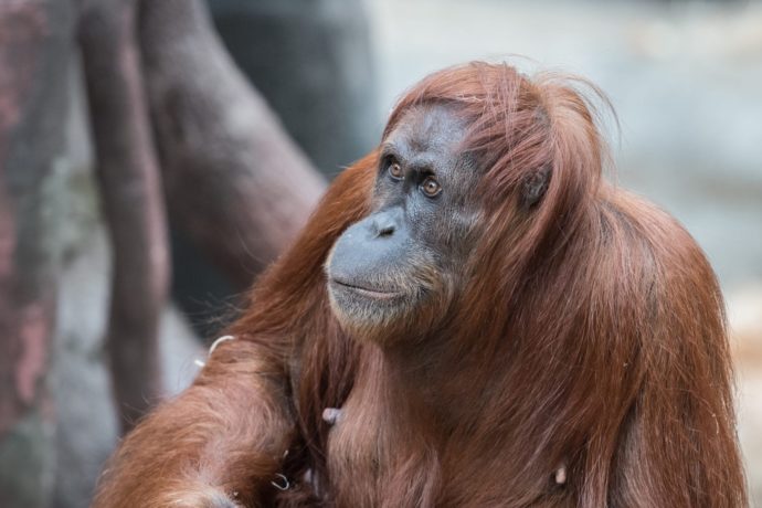 Ředitel Zoo Praha Miroslava Bobka k narození mláděte orangutana sumaterského
