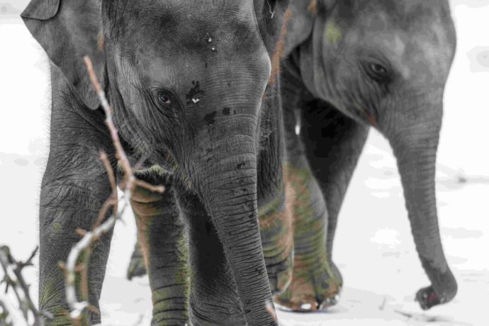 Nejvíce adoptivních rodičů a sponzorů v ZOO PRAHA mají sloni