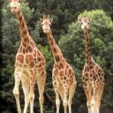 ZOO Olomouc
