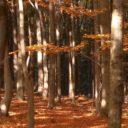 Bezručovo údolí