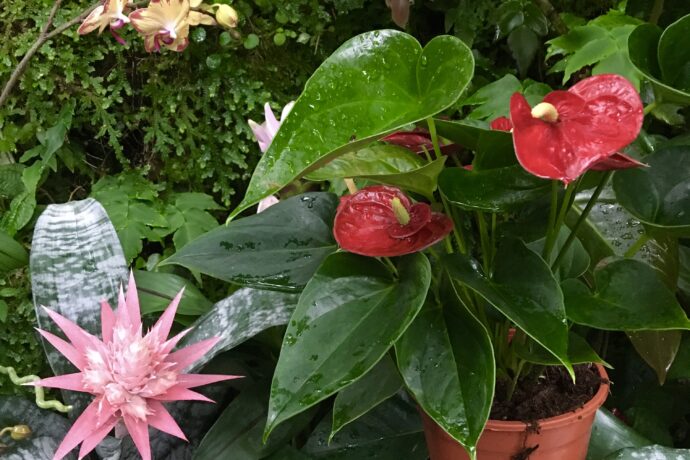 Botanická zahrada hl. m. Prahy