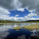 Chalupská slať, Šumava. Foto: Šárka Kobrynová