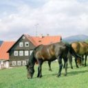 Farma Hucul Janova hora