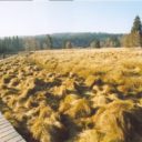 Kladské rašeliny