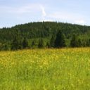 Šumava - louky