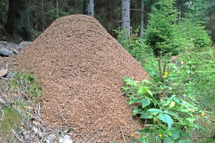 Poušť