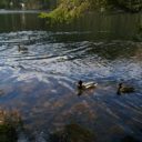 Prášilské jezero