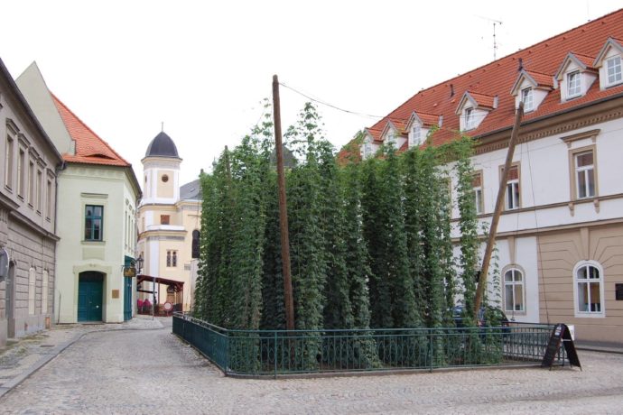 Žatec