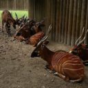 ZOO Dvůr Králové nad Labem