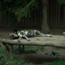 ZOO Dvůr Králové nad Labem