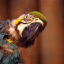 Zoo Liberec