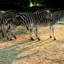 Zoo Liberec