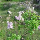 Arboretum Štramberk