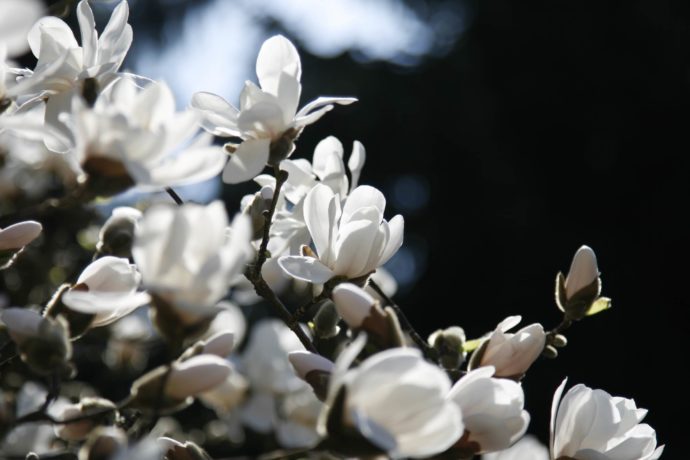 Botanická zahrada v Troji se opět otevře veřejnosti