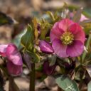 Botanická zahrada v Troji se opět otevře veřejnosti
