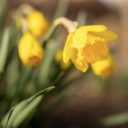 Botanická zahrada v Troji se opět otevře veřejnosti