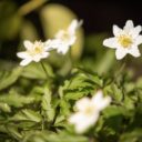 Botanická zahrada v Troji se opět otevře veřejnosti