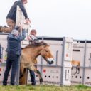 Na Dívčích hradech se prohánějí Koně Převalského ze ZOO Praha