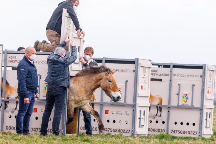 Na Dívčích hradech se prohánějí Koně Převalského ze ZOO Praha