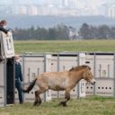 Na Dívčích hradech se prohánějí Koně Převalského ze ZOO Praha