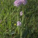 V pražské botanické zahradě kvetou nejvzácnější i největší orchideje