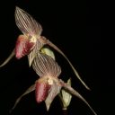 V pražské botanické zahradě kvetou nejvzácnější i největší orchideje