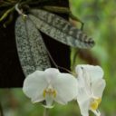 V pražské botanické zahradě kvetou nejvzácnější i největší orchideje