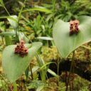 V pražské botanické zahradě kvetou nejvzácnější i největší orchideje
