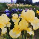 Skleník Fata Morgana se v úterý 25.5. 2021 otevře veřejnosti