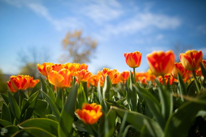Botanická zahrada Praha zahajuje již 52. sezonu – letos to bude Jedovatá sezona
