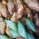 Botanická zahrada Praha otevírá 9.6.2021 výstavu tropických motýlů