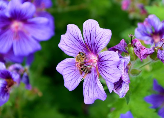Připojte se k celoevropské výzvě, foto: Pixabay