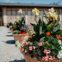 Letní Flora Olomouc připomene léčivou moc přírody i dávné visuté zahrady. Místo v programu má také letní For Model