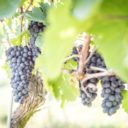 Toulání po vrcholcích Českého středohoří s vinařskou ochutnávkou