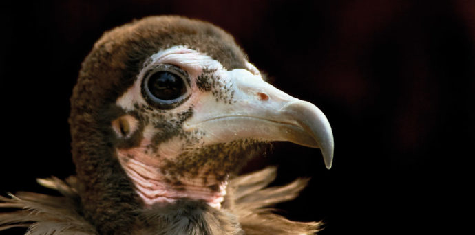 Foto: © Zoo Liberec