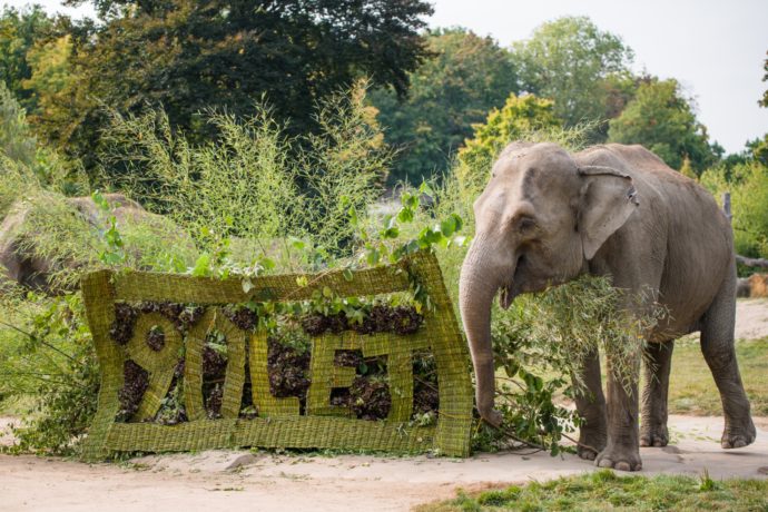  Dárek k 90. výročí dostala také sloní skupina v Zoo Praha. Autor: Petr Hamerník, Zoo Praha 