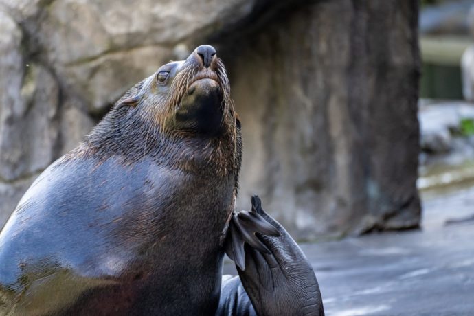 Novou deskovou hru Po stopách Zoo Praha pokřtí samec lachtana jihoafrického Meloun. Autor: Oliver Le Que, ©Zoo Praha