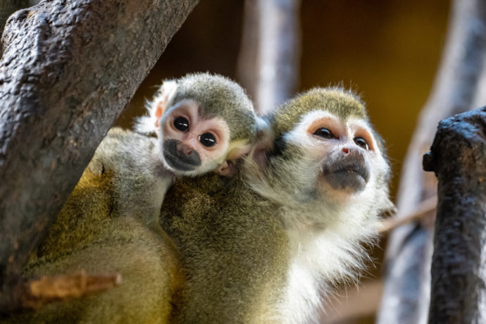 Do skupiny kotulů v Zoo Praha přibyla dvě mláďata