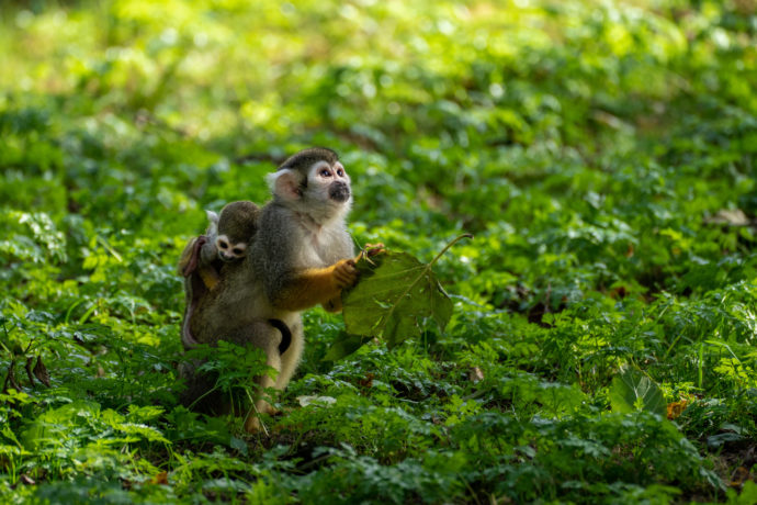  Mladší mládě samice Maly zatím tráví nejvíce času spánkem. Foto: ©Oliver Le Que, Zoo Praha 