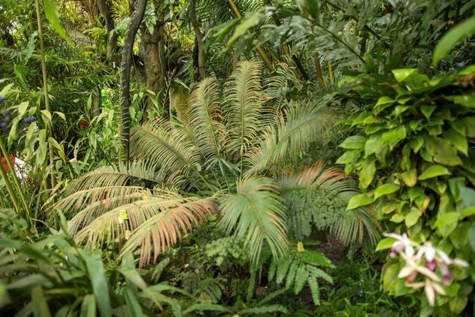 Výlet do pravěku – do botanické zahrady v Troji dorazily nejvzácnější cykasy
