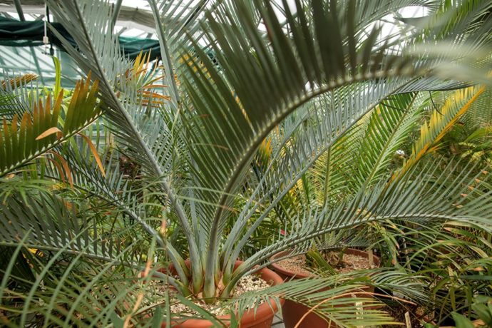 Výlet do pravěku – do botanické zahrady v Troji dorazily nejvzácnější cykasy