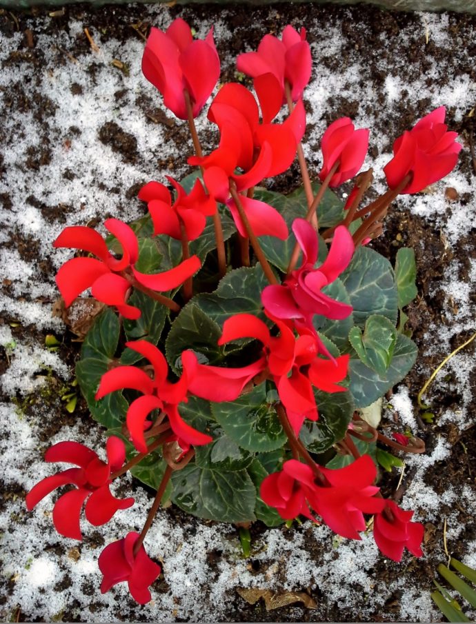 Brambořík. Foto: ©Botanická zahrada Praha 