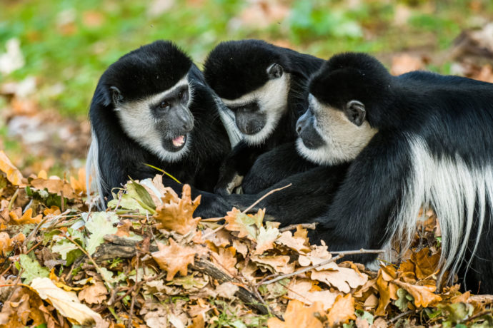 Barevný podzim v Zoo Praha baví návštěvníky i zvířátka