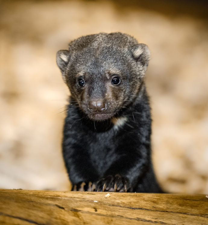 Historicky první čtyřčata tayry v Zoo Praha jsou tři samice a jeden samec, kterého návštěvníci dobře rozpoznají podle toho, že je menší a tmavší. Autor: Miroslav Bobek, Zoo Praha