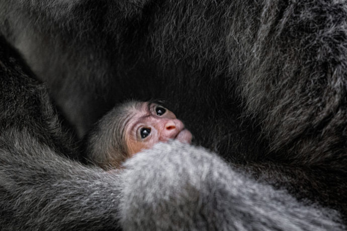 V Zoo Praha se narodilo mládě ohroženého gibona