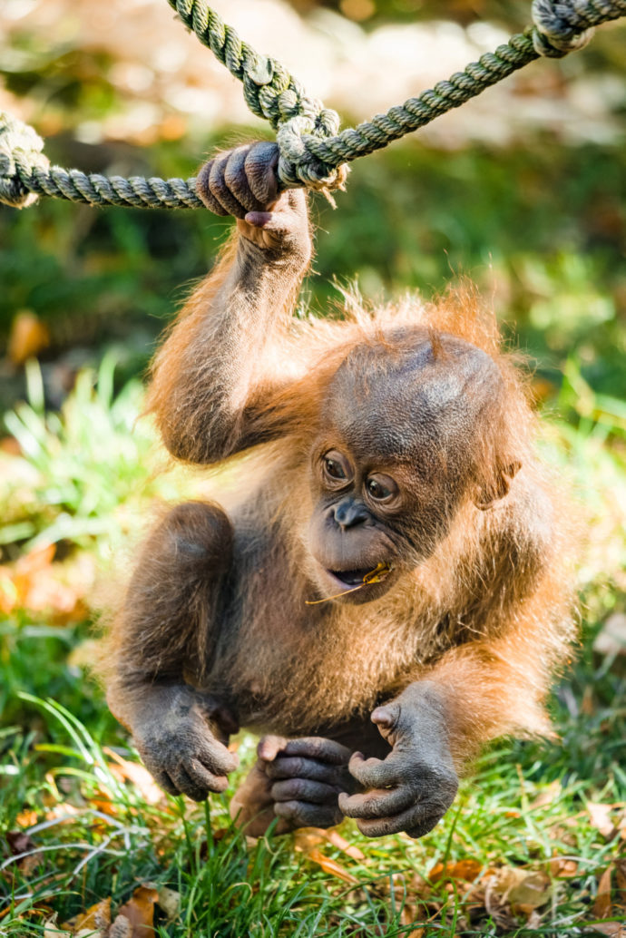  Téměř roční sameček orangutana sumaterského Kawi poprvé ochutnává podzimní listí, které padá do venkovního výběhu. Autor: ©Petr Hamerník, Zoo Praha 