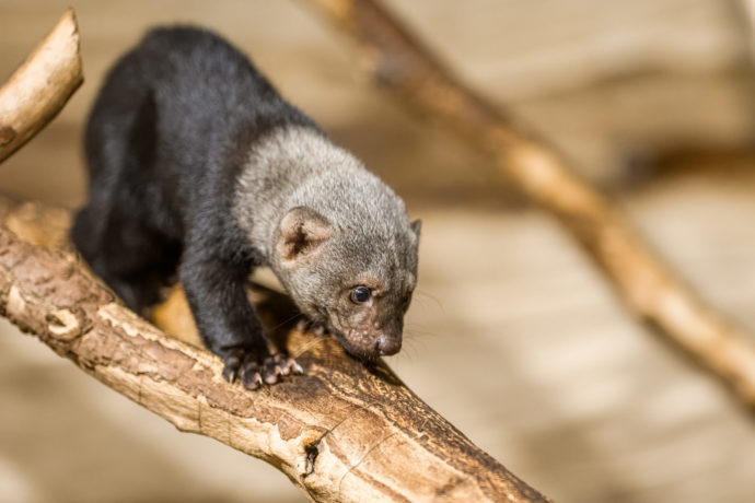 Zoo Praha chová tayry od roku 2004, první úspěšný odchov tohoto druhu se podařil v roce 2011 a jednalo se o první mláděte tayry odchované na území České republiky. Na snímku je jedna ze samic. Autor: Petr Hamerník, Zoo Praha